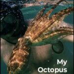 Мой Учитель-Осьминог Постер Фильмы от Netflix